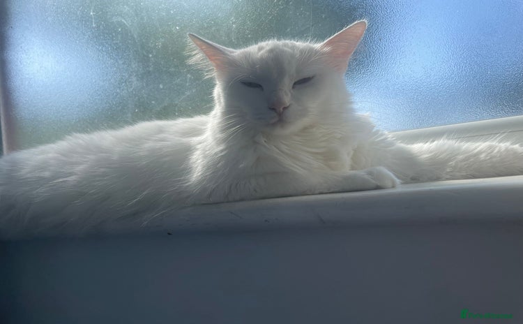 Turkish Angora cats - Advert 1