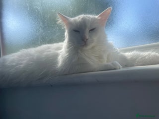 Turkish Angora cats - Advert 8