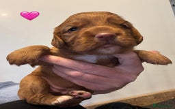 Cocker Spaniel dogs for sale: KC reg cocker spaniel pups  - Image 5