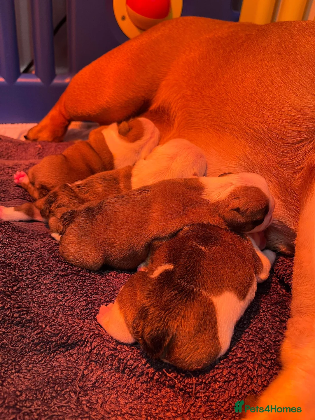 English Bulldog dogs for stud: Gold 🥇Health Tested KC registered Boy in Newport - Advert 9