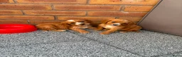 Cockalier dogs for sale:  Beautiful Cockalier puppies  - Advert 6