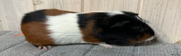Guinea Pig rodents for sale: Baby boars, sows and a adult boar available  - Advert 5