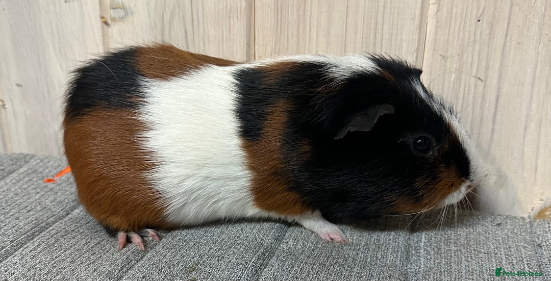 Guinea Pig rodents for sale: Baby boars, sows and a adult boar available  - Advert 5