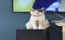 Mixed Breed cats for sale: Beautiful blue calico - Image 1