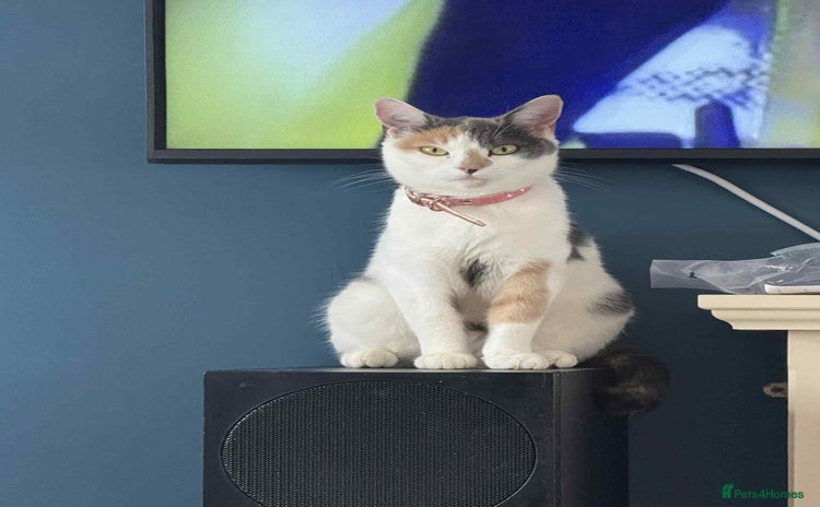 Mixed Breed cats - Advert 1