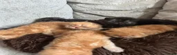 Persian cats for sale: Persian kittens looking for their forever home  in Burton-on-Trent - Advert 4