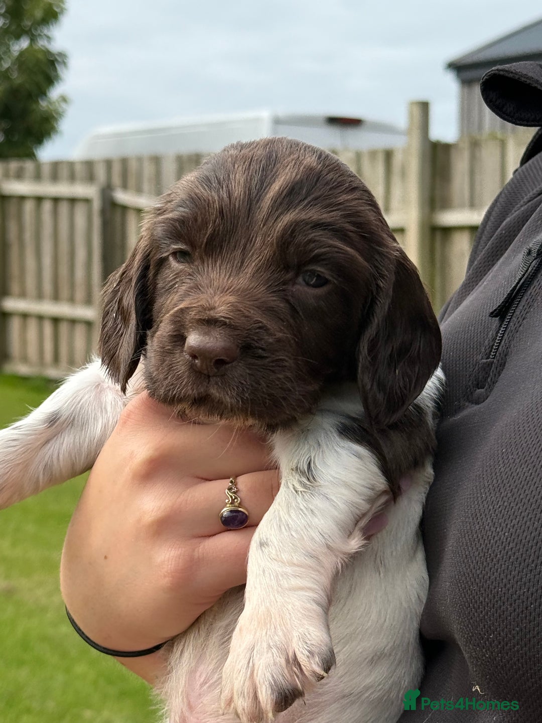 English Springer Spaniel dogs for sale: Springer spaniel puppies for sale  - Image 10