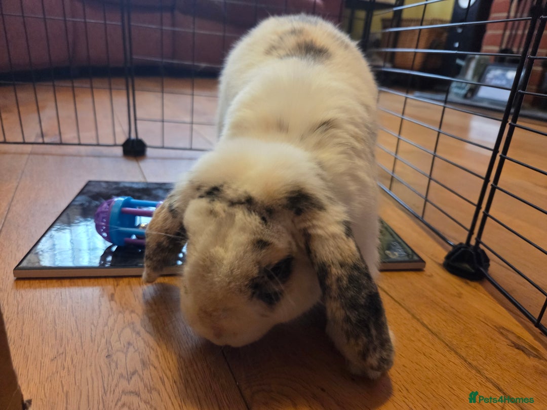 Mini Lop rabbits for sale: Male Rabbit in need of forever home.  - Image 4