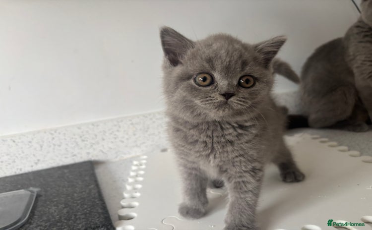 British Shorthair cats - Advert 9