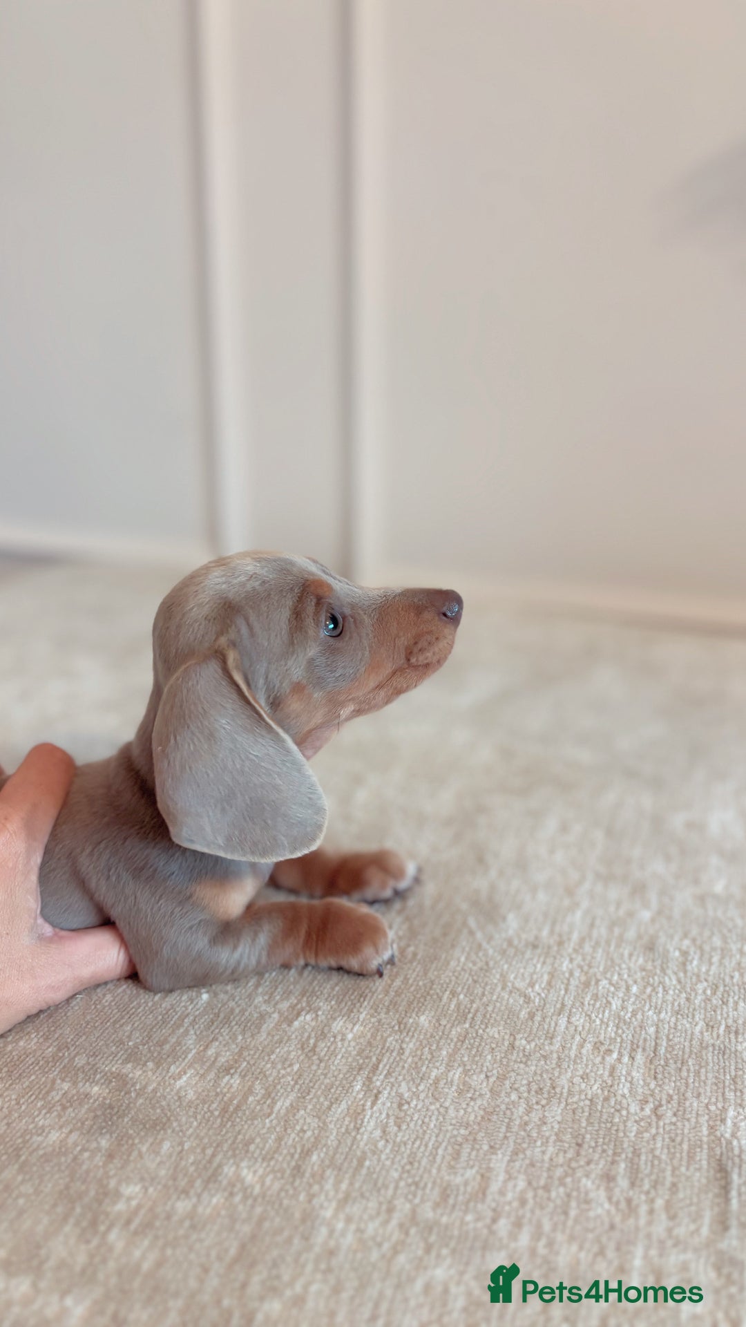 Miniature Dachshund dogs for sale: Last girl reduced  - Image 8
