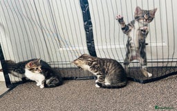Domestic Shorthair cats for sale: 4 little Cats.  - Image 3