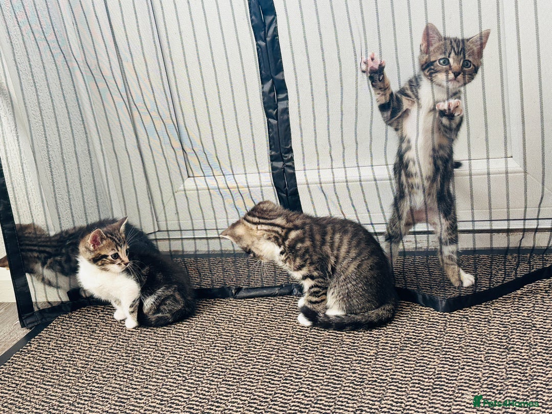 Domestic Shorthair cats for sale: 4 little Cats.  - Image 3
