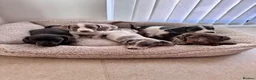 Miniature Dachshund dogs for sale: Miniature dachshund in Manchester - Advert 4