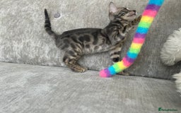 Bengal cats for sale: Adorable Female Blue Bengal Kitten TICA REG - Image 11