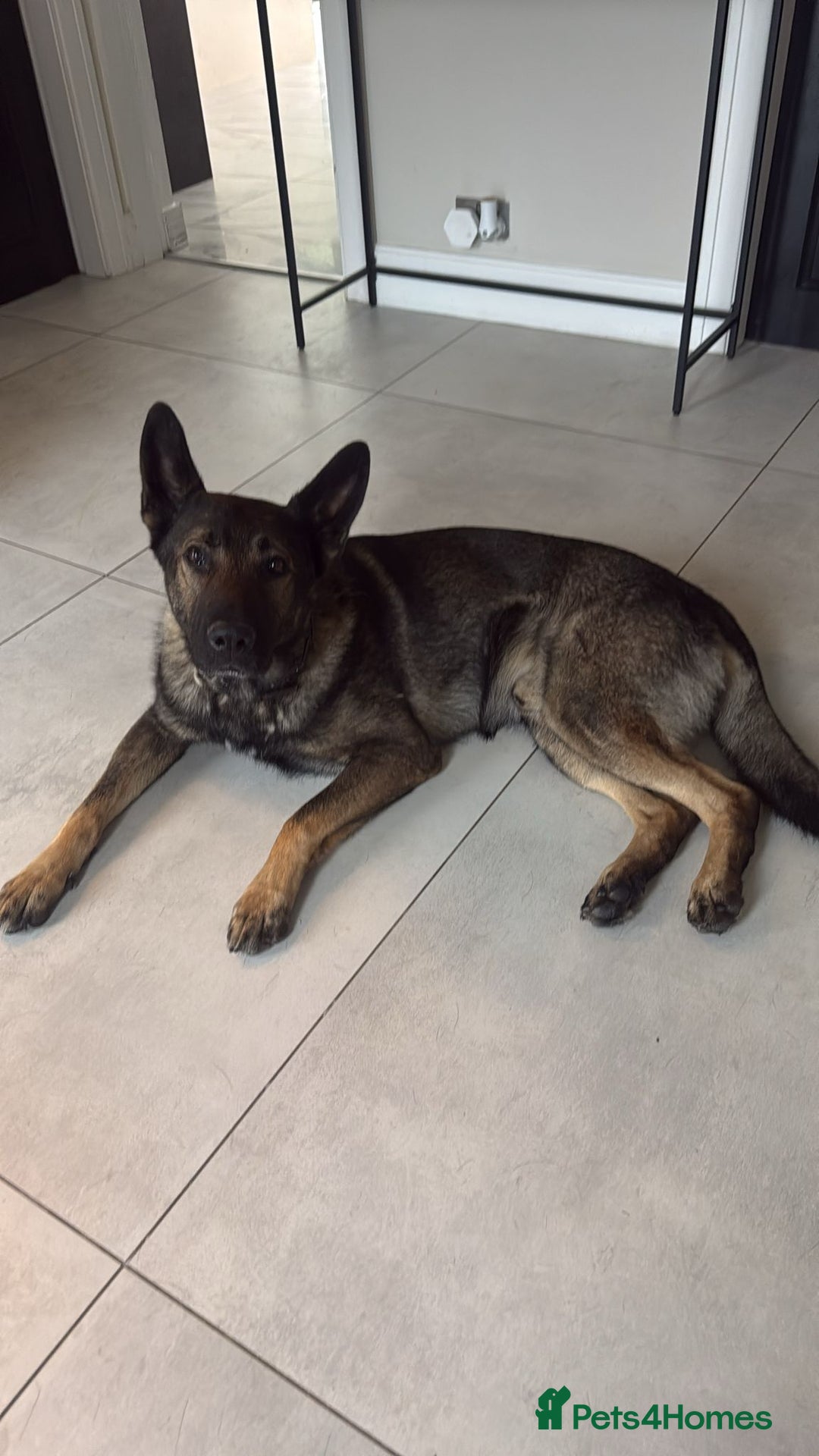 German Shepherd dogs for sale: Tyshunde memphis - Advert 10