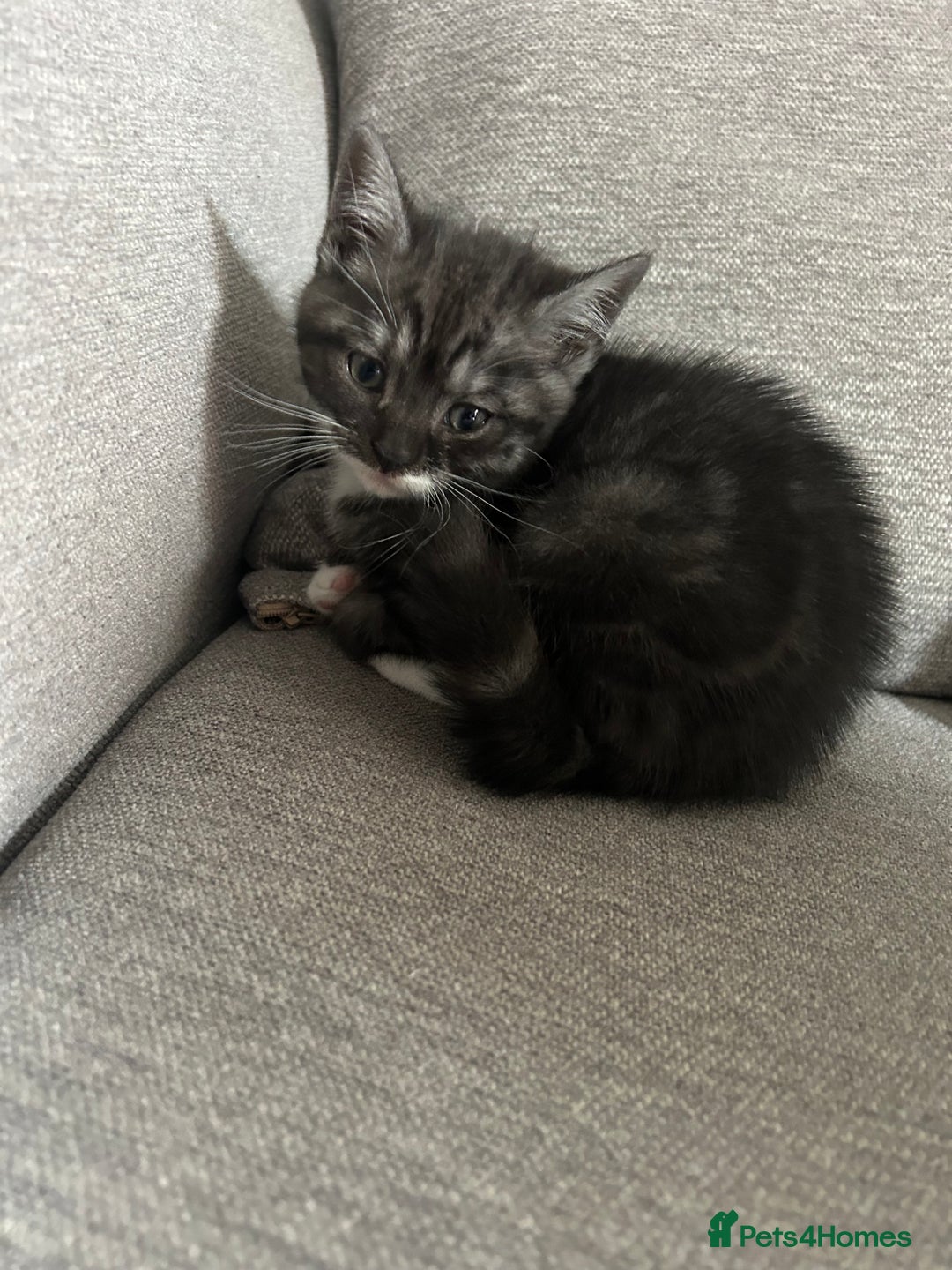 British Shorthair cats for sale: 2 adorable kittens available for a loving home  - Image 6