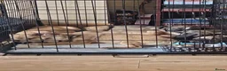 Mixed Breed dogs for sale: Puppies ready for a new adventure - Advert 3