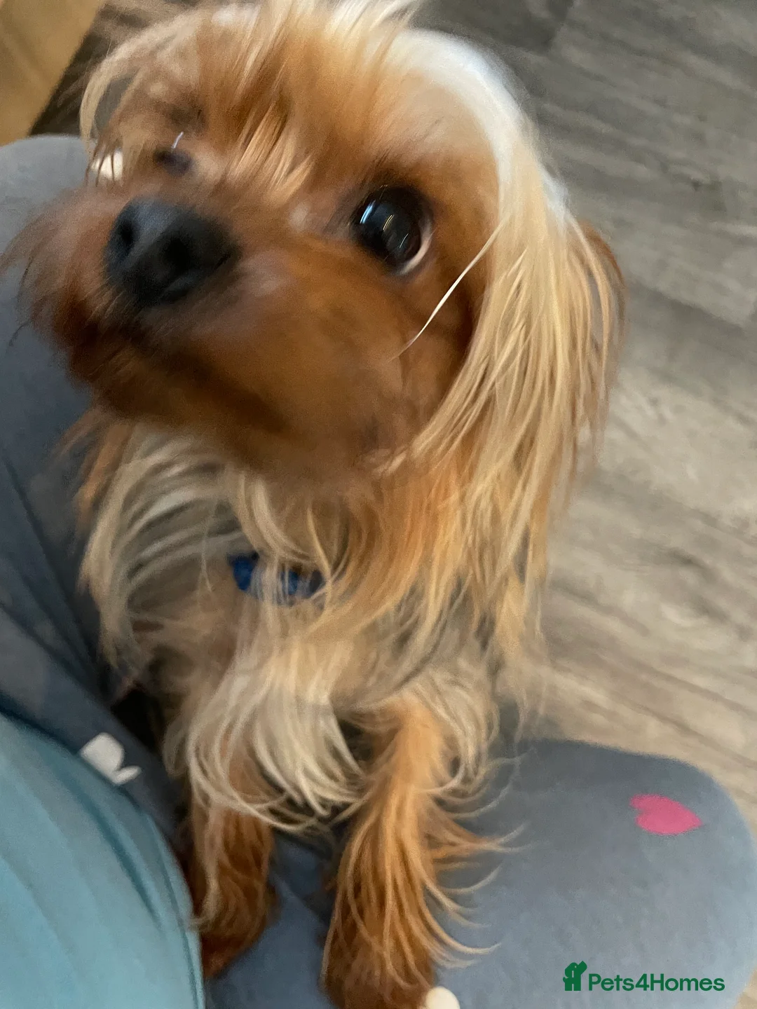 Yorkshire Terrier dogs for stud: Miniature Yorkshire terrier for stud in Bradford - Advert 4