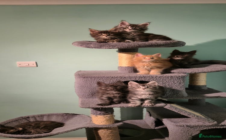 Maine Coon cats - Advert 4