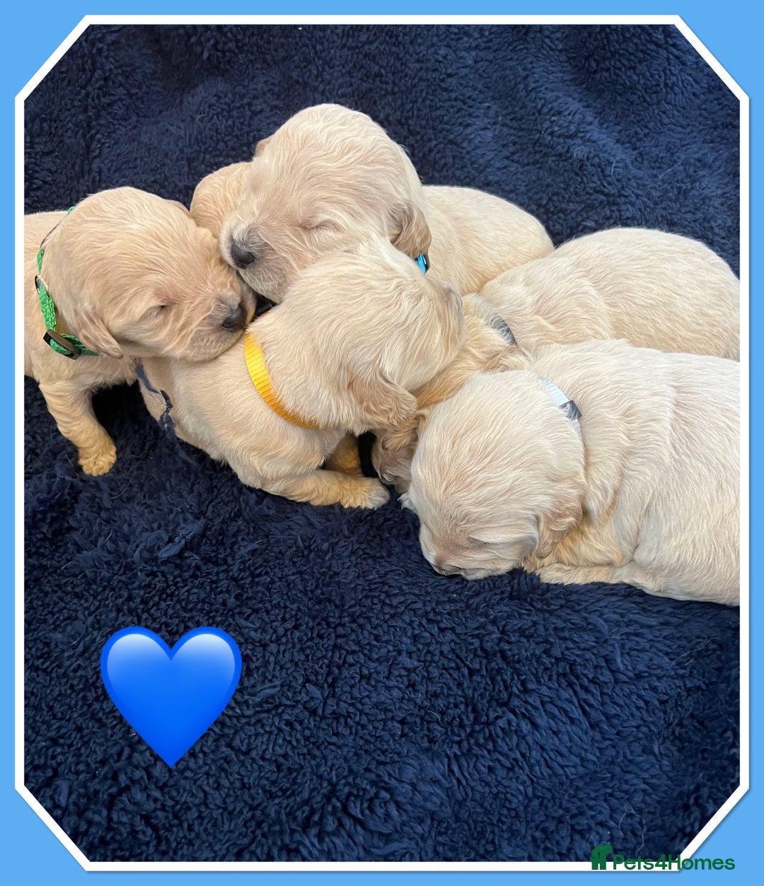 Mini Goldendoodle dogs for sale: 🐾STUNNING F1 MINIATURE GOLDEN DOODLES 🐾 - Advert 3