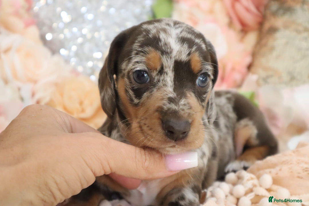 Miniature Dachshund dogs for sale: KC Registered Miniature Dachshund Puppies - Image 21