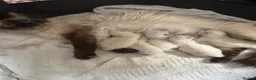 Ragdoll cats for sale: Beautiful ragdoll babies ❤️ - Advert 2