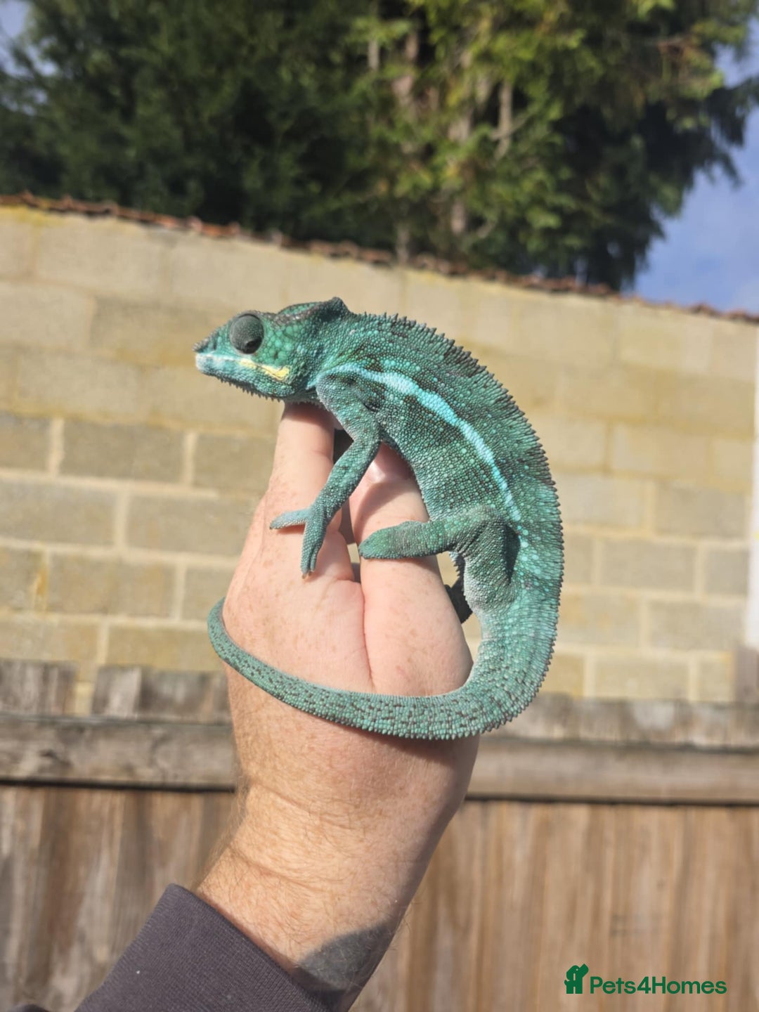 Chameleon reptiles for sale: Male Blue Ambanja Panther Chameleon + Full setup  - Advert 4