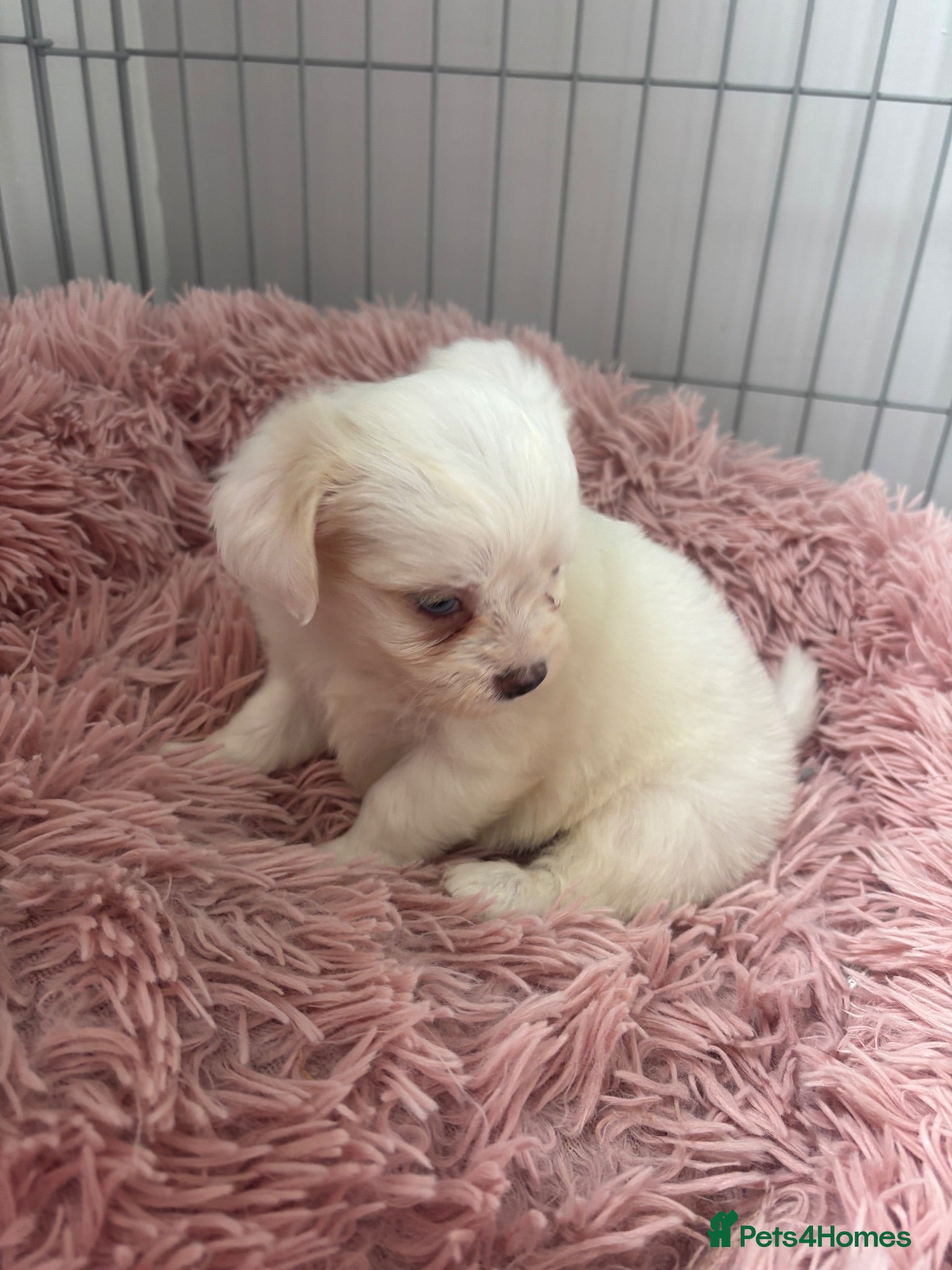 Mixed Breed dogs Tiny Malchi puppies - Advert 1