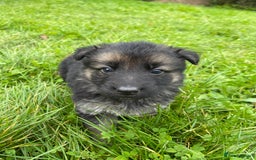 German Shepherd dogs for sale: Outstanding long coat German shepherd puppies  - Image 13