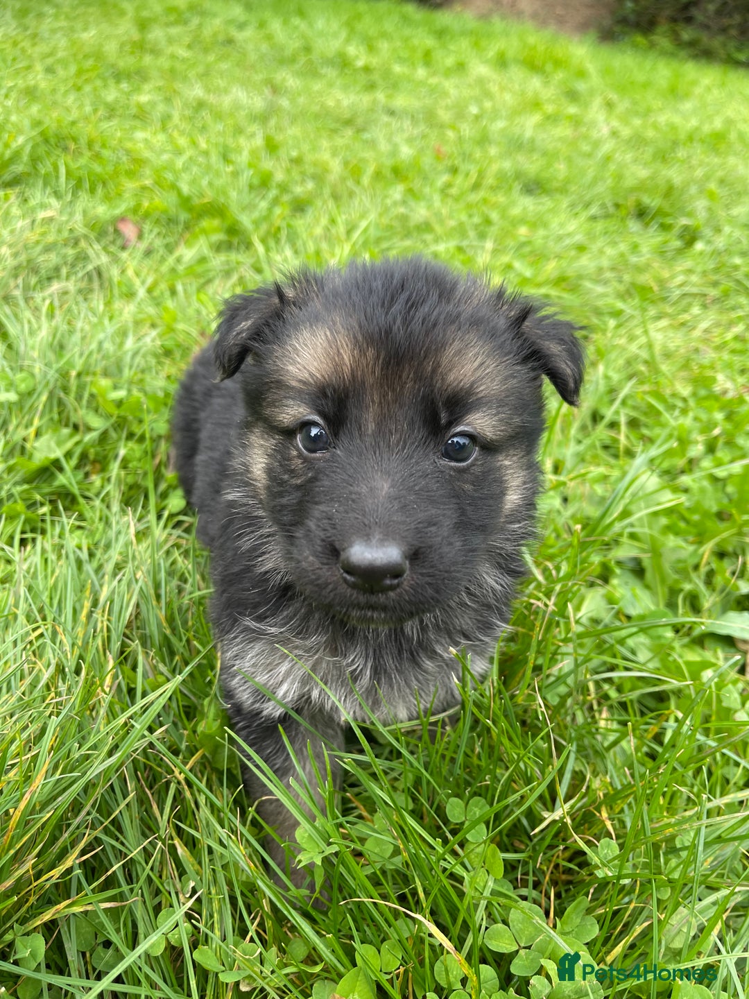 German Shepherd dogs for sale: Outstanding long coat German shepherd puppies  - Image 13