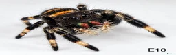 Spiders invertebrates for sale: Phiddipus Regius Jumping Spiders - Advert 5