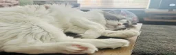 Ragdoll cats for sale: Beautiful cuddling ragdoll girl - Advert 6