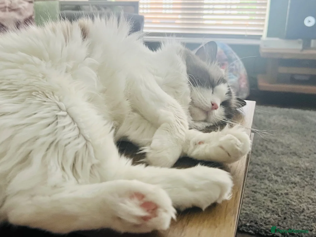 Ragdoll cats for sale: Beautiful cuddling ragdoll girl - Advert 6