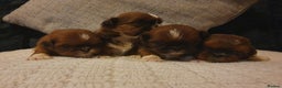 Shih Tzu dogs for stud: Ch Sired Boy At Stud in Wakefield - Advert 6