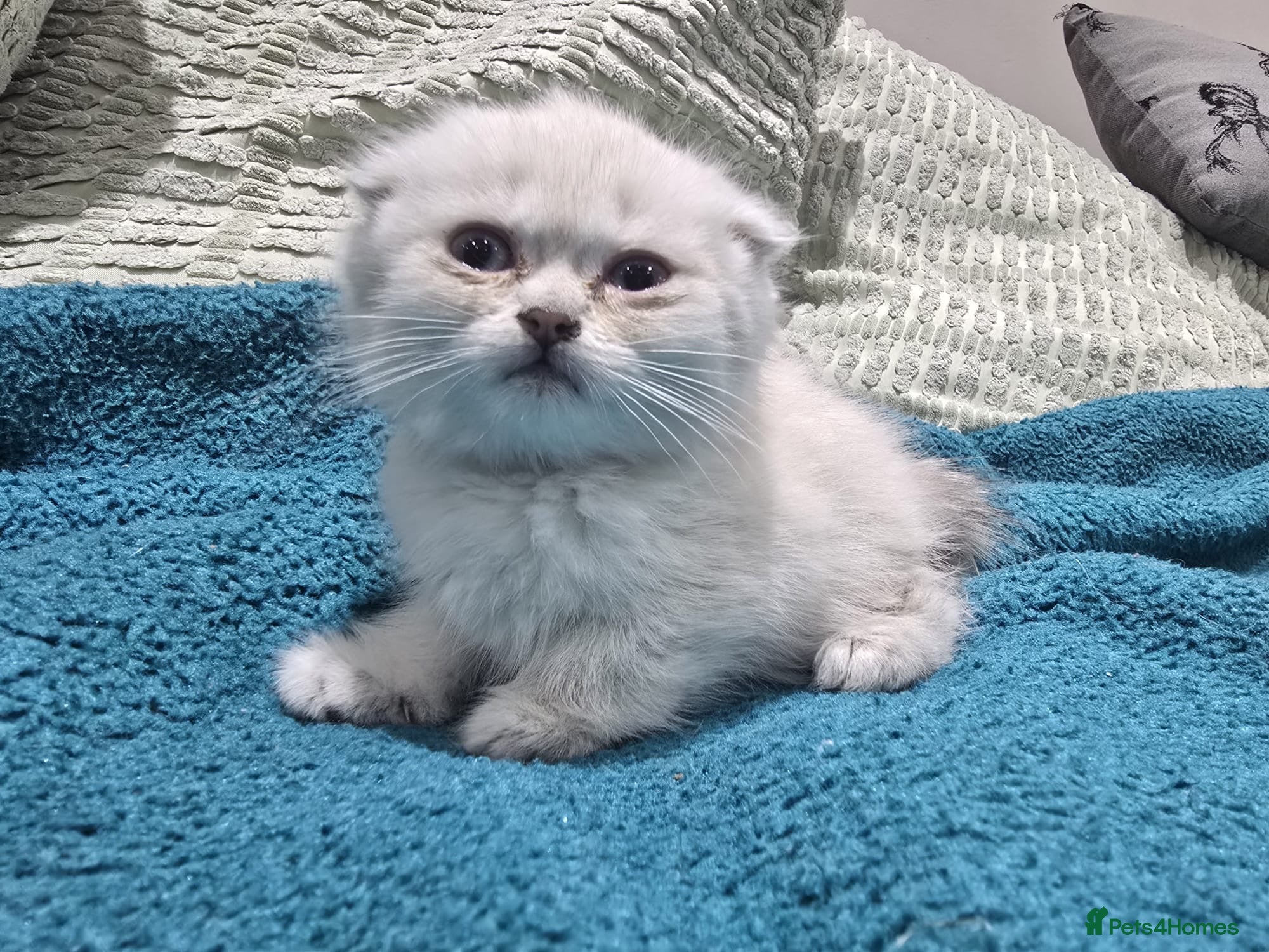 Scottish Fold cats for sale: READY SCOTTISH FOLD KITTENS (URGENT) - Advert 31