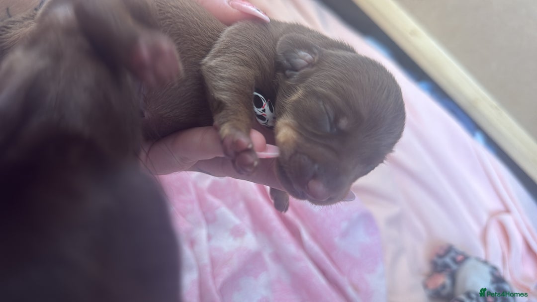 Dachshund dogs for sale: 🌭🌭🌭🌭🌭🌭🌭little dachshunds🌭🌭🌭🌭🌭  - Image 4
