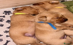 Labrador Retriever dogs for sale: Gorgeous Red Labrador Pups - Image 15