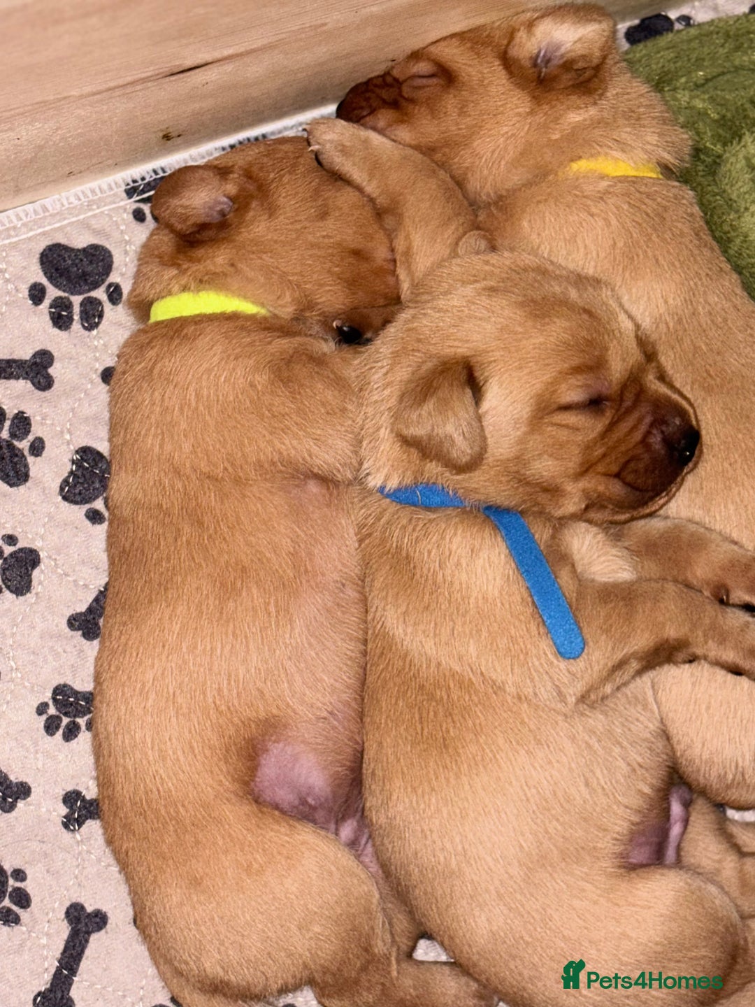 Labrador Retriever dogs for sale: Gorgeous Red Labrador Pups - Image 15