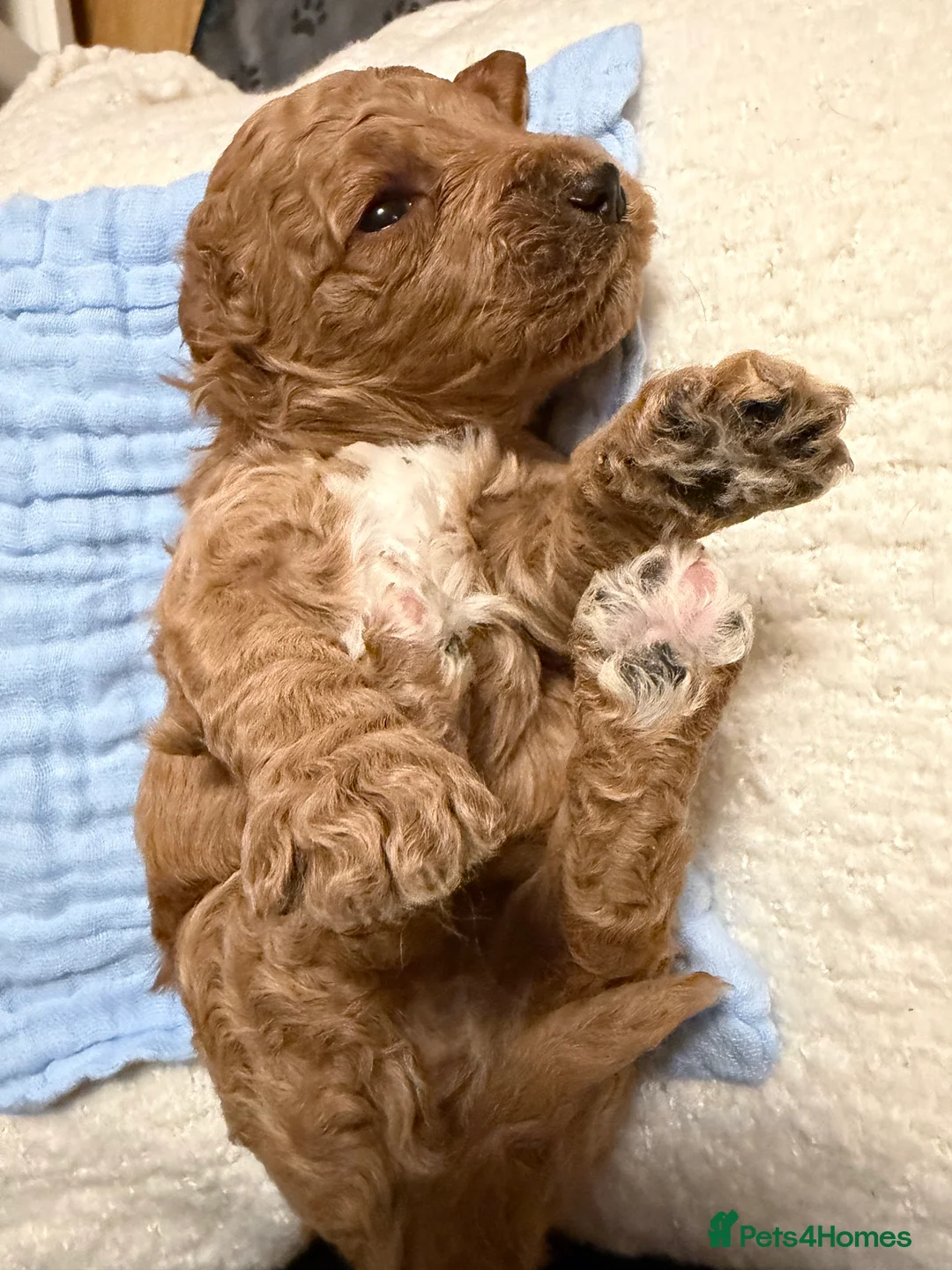 Labradoodle dogs for sale: Labradoodle  - Advert 35