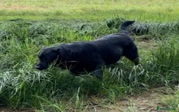 Labrador Retriever dogs for stud: Offering For Stud - KC Registered Black Labrador in Launceston - Image 6