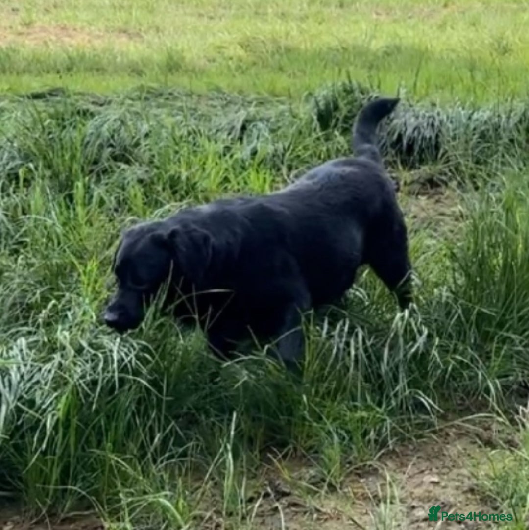 Labrador Retriever dogs for stud: Offering For Stud - KC Registered Black Labrador in Launceston - Image 6