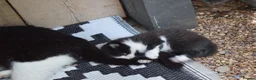 Mixed Breed cats for sale: 3 of the fluffiest, friendliest kittens for sale! - Advert 22