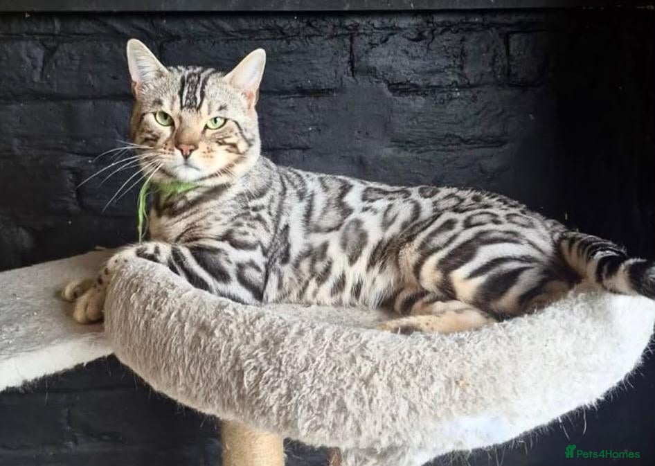 Bengal cats 2yr old Bengal Boy ready now💙 - Advert 1