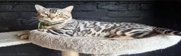 Bengal cats for sale: 2yr old Bengal Boy ready now💙 - Advert 1