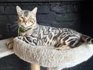 Bengal cats 2yr old Bengal Boy ready now💙 - Advert 3