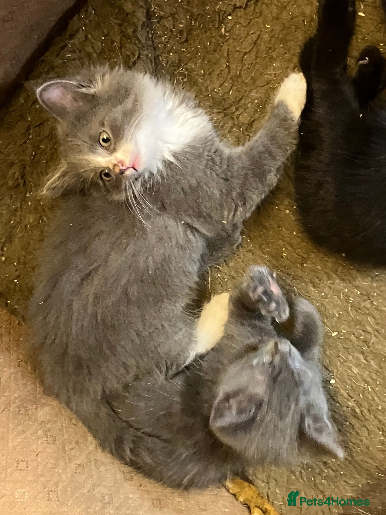 Mixed Breed cats Stunning fluffy kittens looking for forever homes - Advert 2