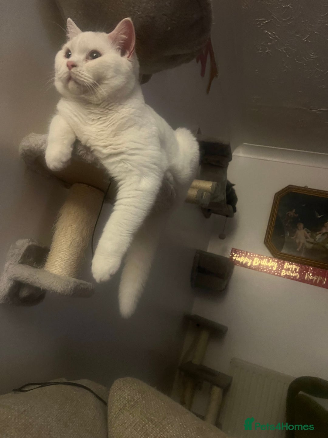 British Shorthair cats for sale: LAST 1  BSH WHITE  BOY GCCF REGISTERED!!!!! - Advert 1