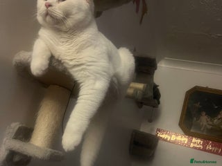 British Shorthair cats LAST 1 BSH WHITE BOY GCCF REGISTERED!!!!! - Advert 1
