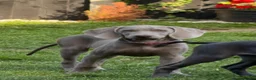 Weimaraner dogs for sale: 🌟READY 2 LEAVE🌟KC Reg Weimaraners 🩷💙 - Advert 16