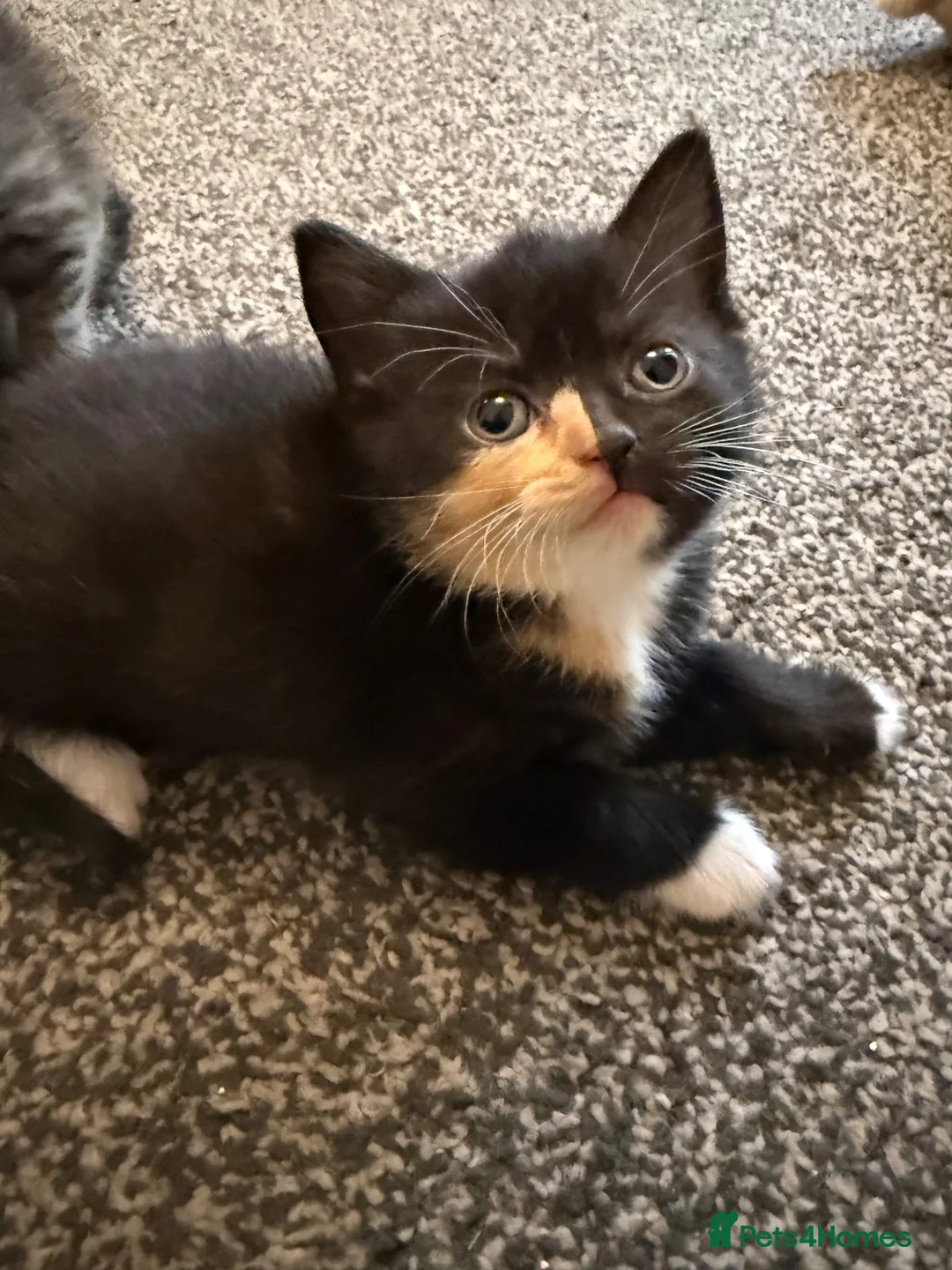 British Shorthair cats for sale: British shorthair cross kittens can deliver  - Advert 1
